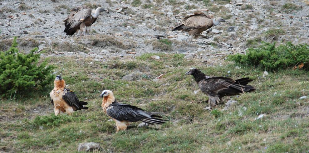 Traslado del pollo de quebrantahuesos nacido en cautividad en Aragón