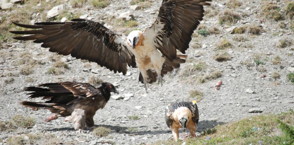 Traslado del pollo de quebrantahuesos nacido en cautividad en Aragón