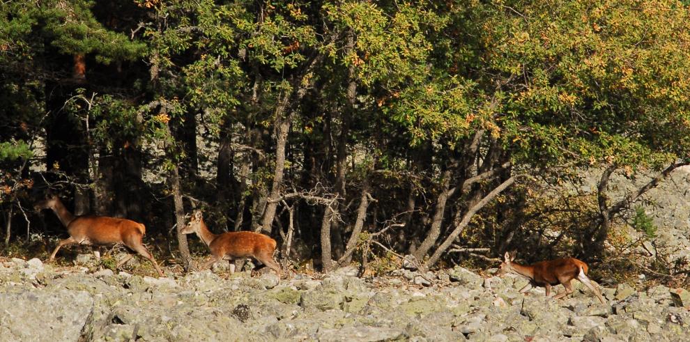 Finalizan con éxito las visitas guiadas para disfrutar de la berrea del ciervo en la Reserva de Caza de Montes Universales.