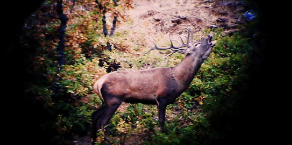 Finalizan con éxito las visitas guiadas para disfrutar de la berrea del ciervo en la Reserva de Caza de Montes Universales.