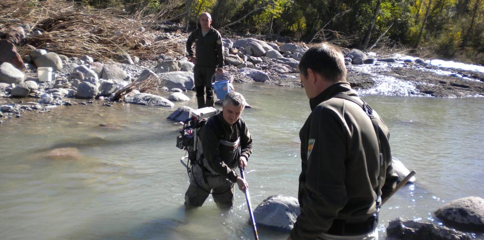 Rescate de truchas aisladas en el río Aragón a su paso por Castiello de Jaca