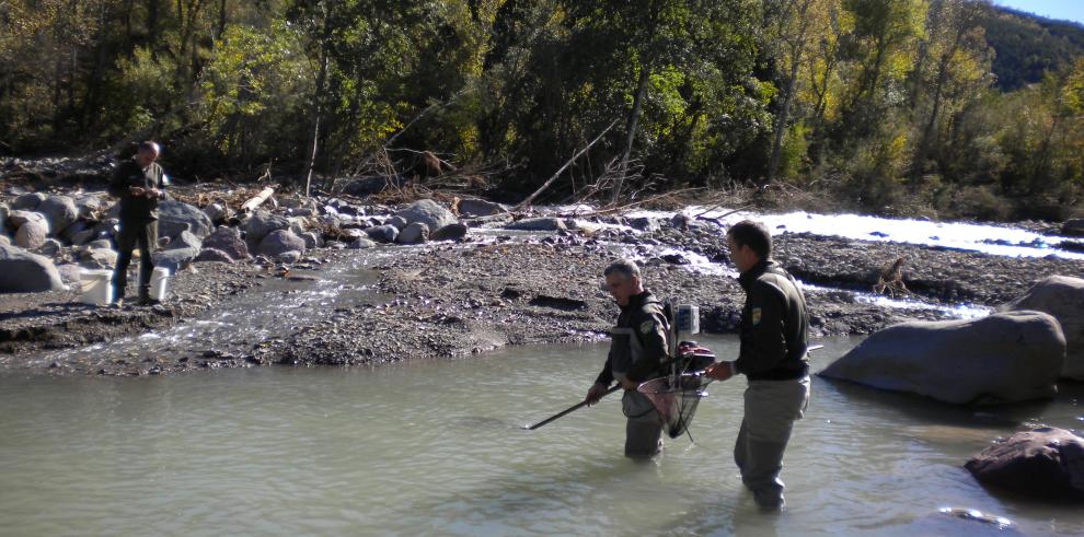 Rescate de truchas aisladas en el río Aragón a su paso por Castiello de Jaca