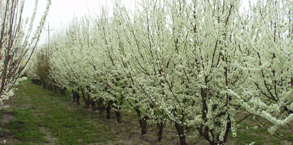 Nueva parcela de variedades frutales en La Alfranca 