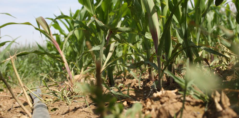 Más de un centenar de agricultores han visitado La Alfranca para conocer la viabilidad del riego por goteo en cultivos extensivos 