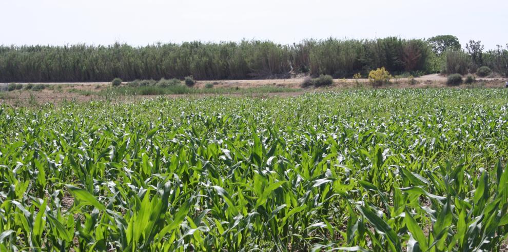 Más de un centenar de agricultores han visitado La Alfranca para conocer la viabilidad del riego por goteo en cultivos extensivos 