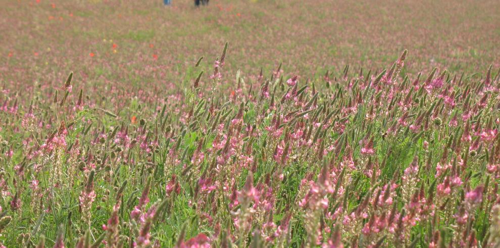 Malas hierbas para incrementar la biodiversidad 