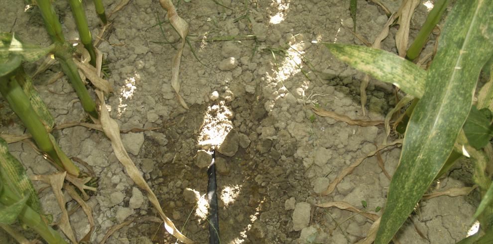 El riego por goteo en cultivos extensivos permite ahorrar una media de un 18% de agua frente al riego por aspersión 