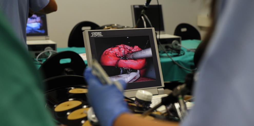 Fotografías: Centro de Investigación Biomédica de Aragón, CIBA