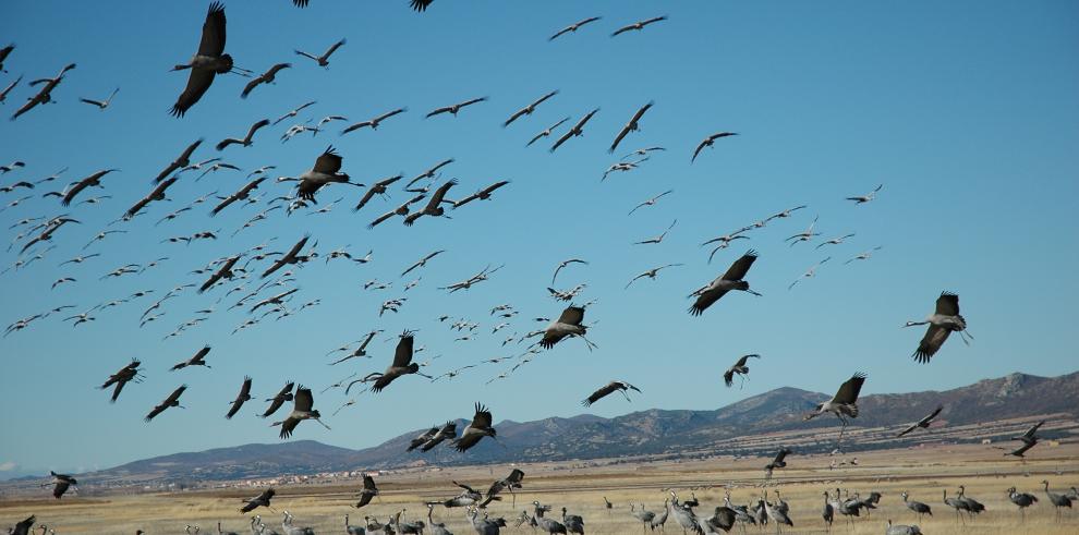 SARGA organiza rutas guiadas para observar la llegada de las grullas a la Reserva Natural de Gallocanta 