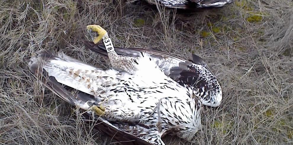 Condenadas dos personas por un delito de envenenamiento de fauna silvestre en Aragón