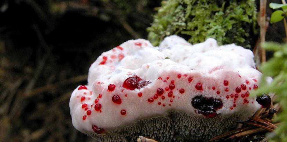 Lista roja de los hongos de Aragón