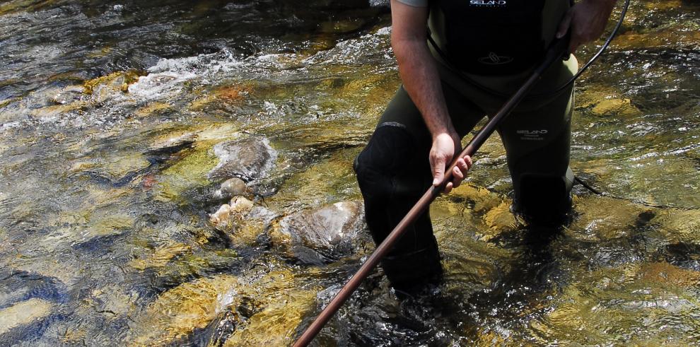 El estudio anual de las poblaciones de peces de Aragón a través de la pesca eléctrica sin muerte