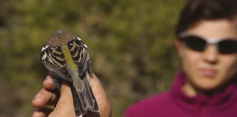 Los centros de la Red Natural de Aragón celebran, el próximo domingo, día 2, el Día Mundial de las Aves