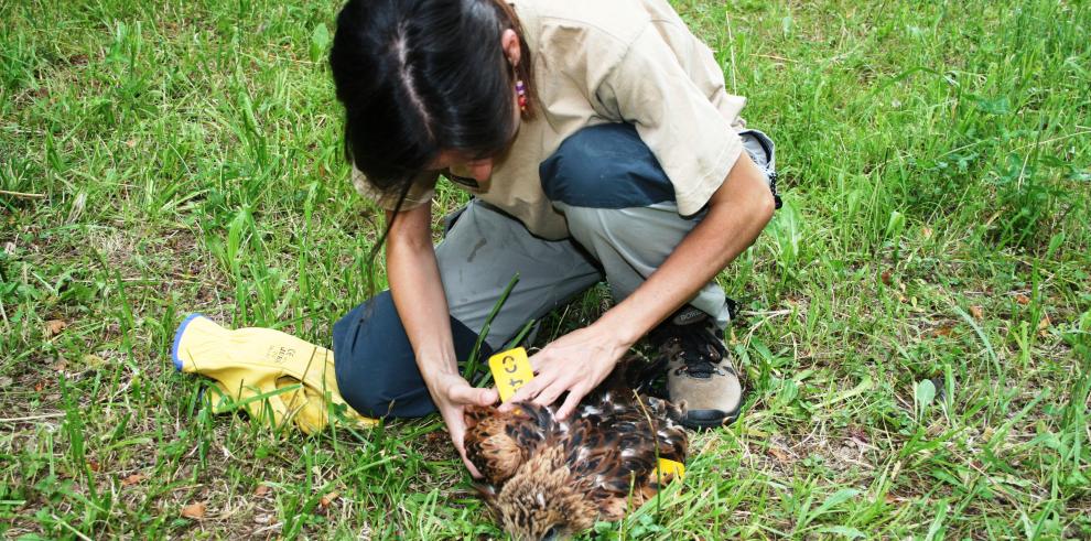 Nacen en Aragón nueve pollos de milano real del primer programa mundial de cría en cautividad de esta especie