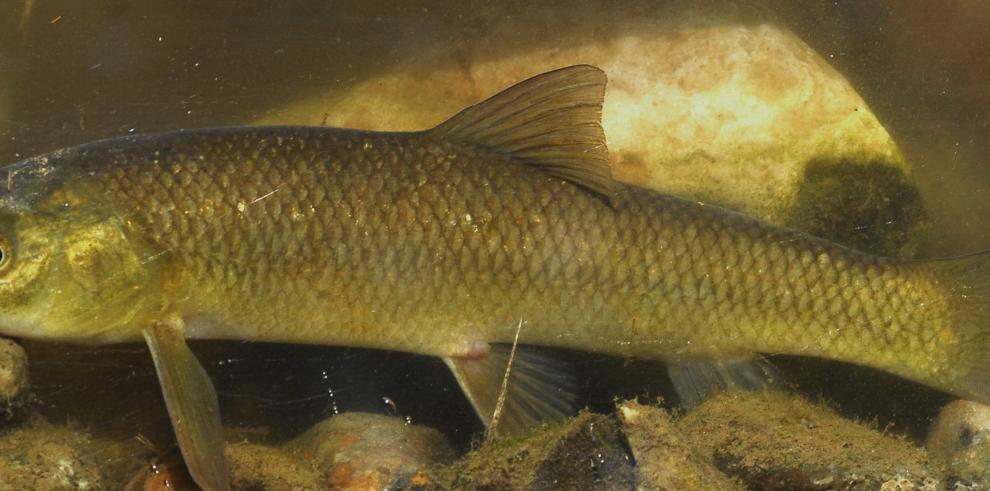 Técnicos de Medio Ambiente rescatan peces en el río Huerva