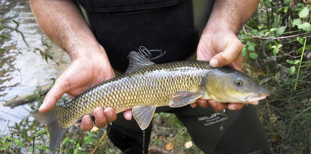 Técnicos de Medio Ambiente rescatan peces en el río Huerva