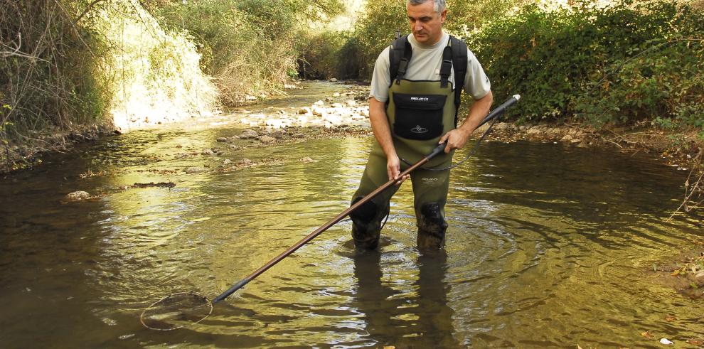 Técnicos de Medio Ambiente rescatan peces en el río Huerva