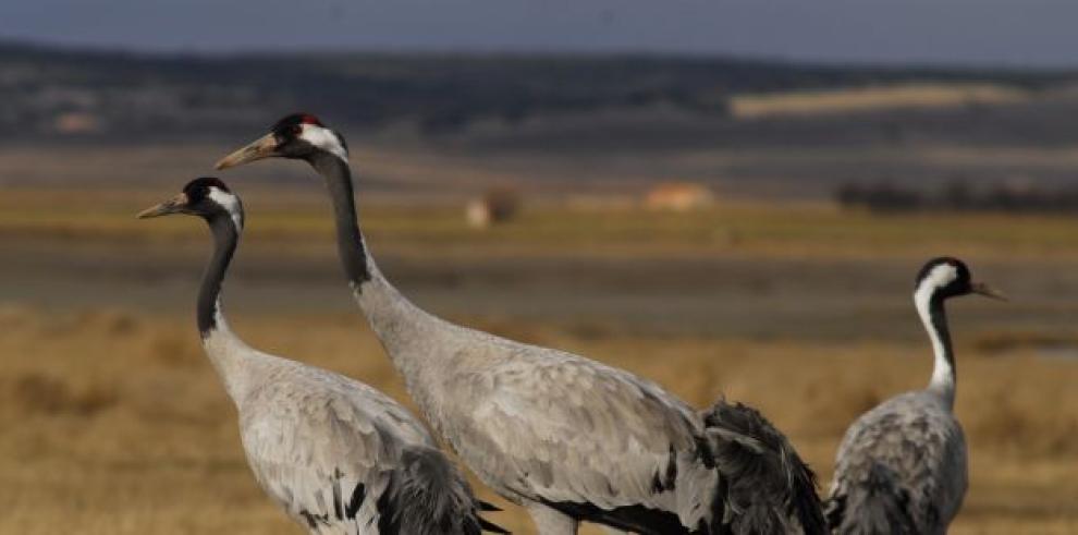 Rutas guiadas para observar las grullas en Gallocanta