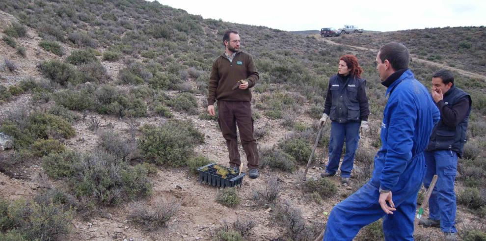 Esfuerzos para la conservación de la flora amenazada de Aragón