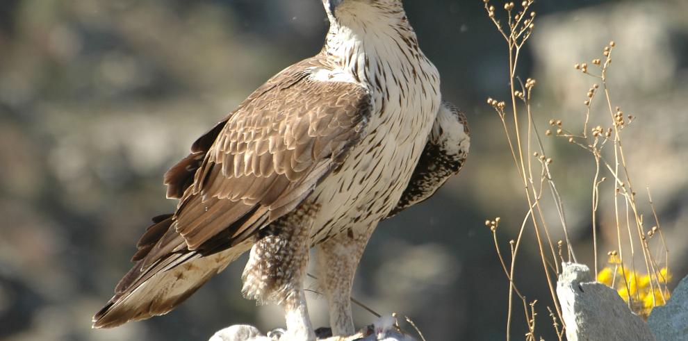 Un ejemplar de águila-azor perdicera, especie en peligro de extinción, aparece muerta de un disparo en el término de Nonaspe