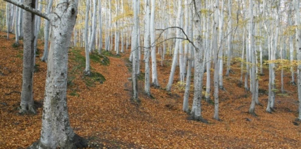 Jornada sobre buenas prácticas ambientales en actividades deportivas en el Moncayo, mañana, día 26, dentro del programa Otoño Natural 