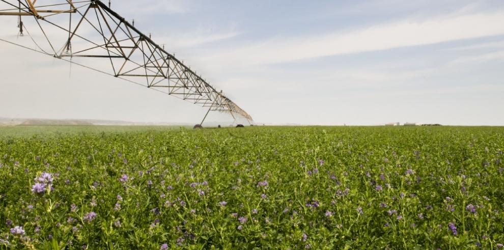 Cereal y piensos copan un tercio de la inversión agroalimentaria de Aragón en los últimos tres años