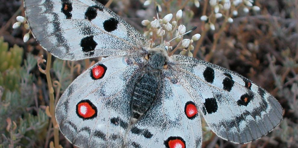 El Parque Nacional de Ordesa y Monte Perdido pone en marcha una campaña entre los visitantes para colaborar en la recogida de datos de la mariposa apolo