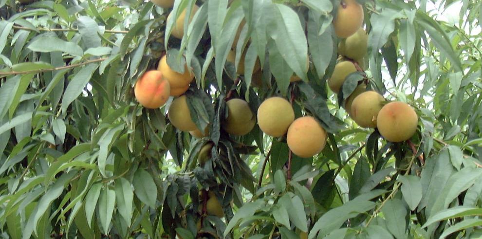 El Gobierno de Aragón y la Universidad de Zaragoza trabajan en varios proyectos para la mejora de la conservación de los alimentos 