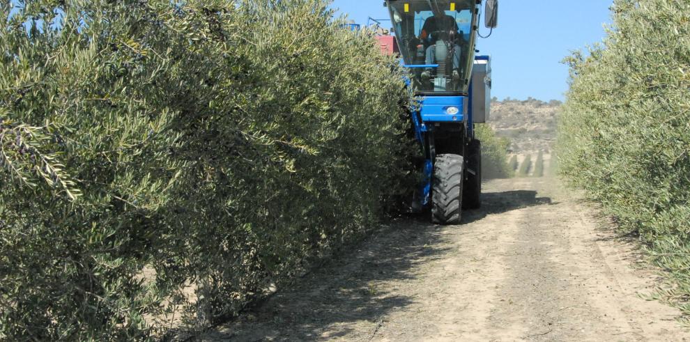 El Gobierno de Aragón inicia mañana el pago de las ayudas al olivar 