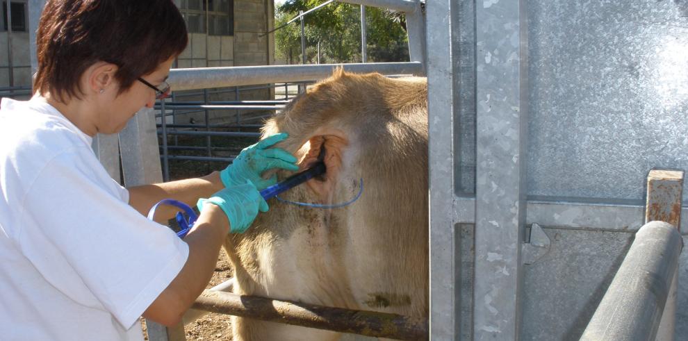 Una raza autóctona de ganado bovino en peligro de extinción recupera población gracias al Departamento de Ciencia Tecnología y Universidad 