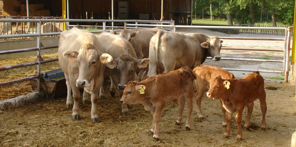 Una raza autóctona de ganado bovino en peligro de extinción recupera población gracias al Departamento de Ciencia Tecnología y Universidad 