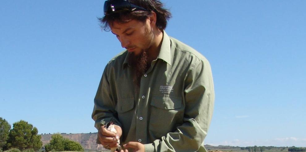 Agentes de Protección de la Naturaleza rescatan a una hembra de alcaudón chico herida y a su puesta afectadas por una tormenta 