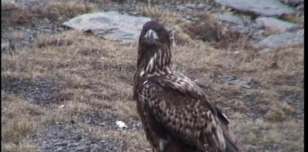 Observado un ejemplar de pigargo europeo por primera vez en Aragón