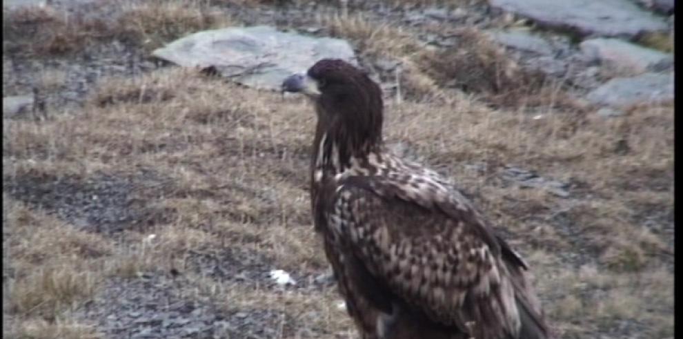 Observado un ejemplar de pigargo europeo por primera vez en Aragón