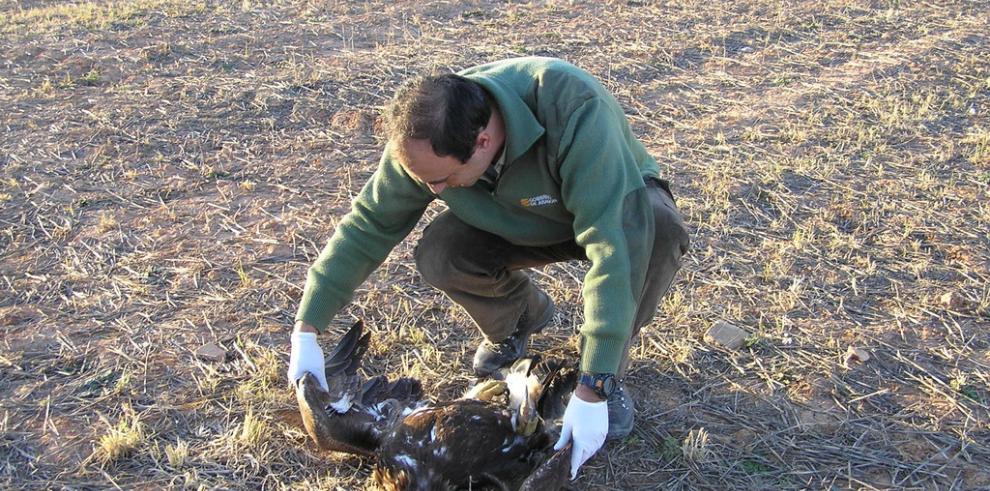 Hallada un águila real muerta por disparos