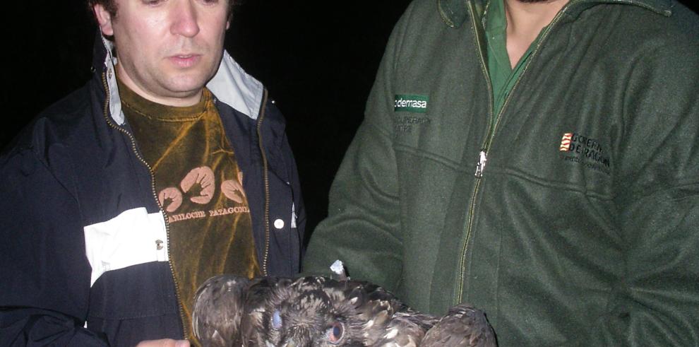 El quebrantahuesos "Félix" se encuentra ya en el Parque Nacional de Ordesa y Monte Perdido