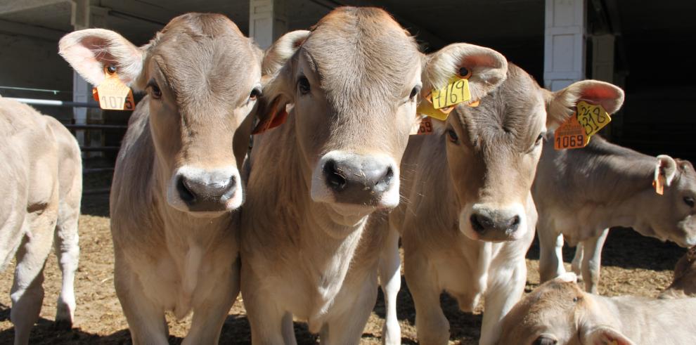 La Finca Experimental La Garcipollera del CITA y la empresa Virbac España SA firman un convenio de colaboración para mejorar el estado inmune de los terneros en explotaciones de vacuno de carne