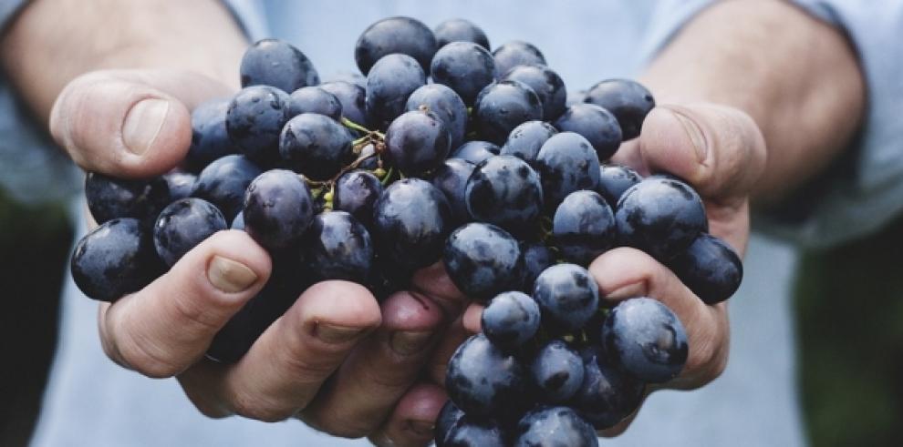 El proyecto europeo Grapevine ayudará a digitalizar el sector agroalimentario aragonés 