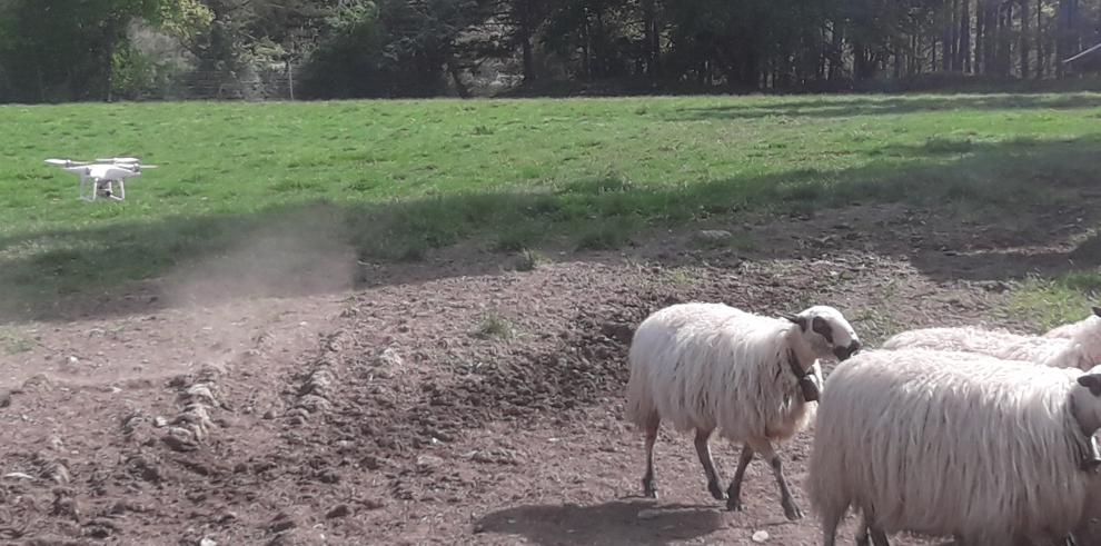 La Finca Experimental La Garcipollera del CITA y la empresa DELSAT firman un convenio para utilizar drones en el control de la ganadería extensiva