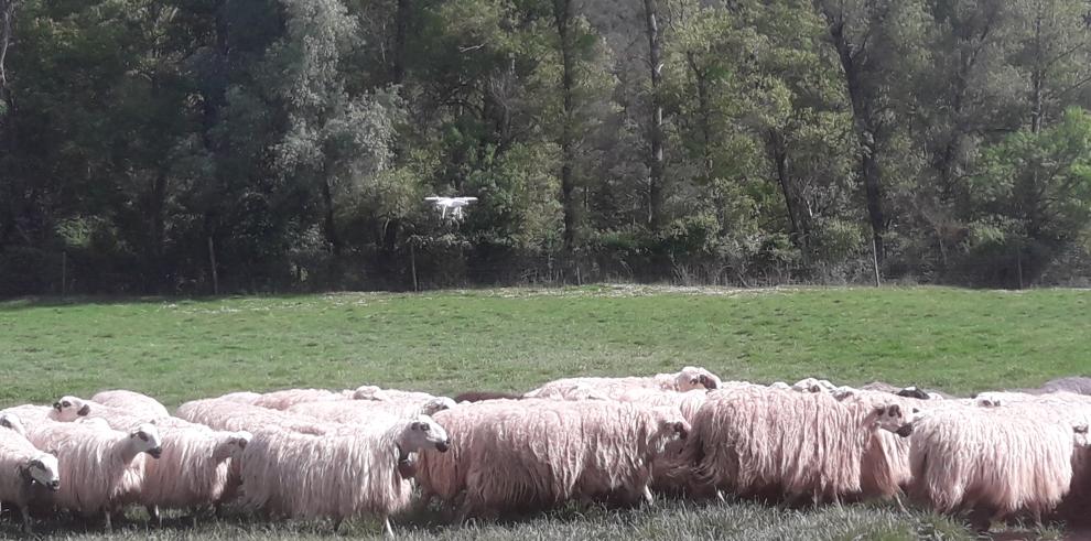 La Finca Experimental La Garcipollera del CITA y la empresa DELSAT firman un convenio para utilizar drones en el control de la ganadería extensiva