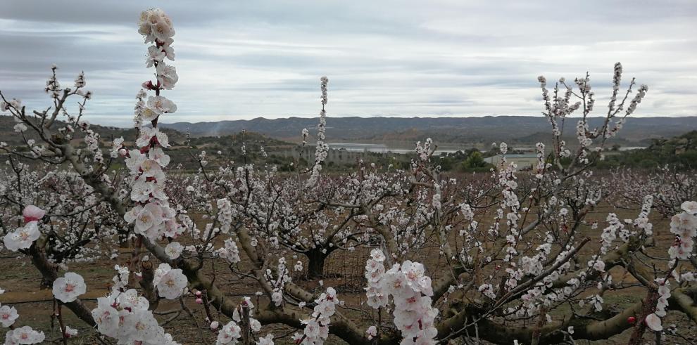 El CITA investiga la resiliencia de frutales en la región mediterránea ante el cambio climático