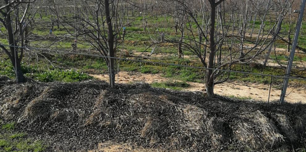 El CITA investiga sobre el acolchado de paja en líneas de frutales