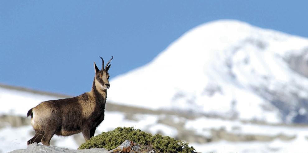 El Gobierno de Aragón, PRAMES y la DPH editan el libro “Mamíferos en el Parque Nacional de Ordesa y Monte Perdido”