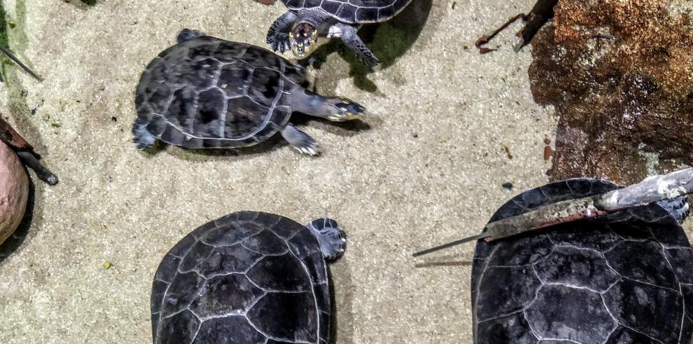 El Acuario de Zaragoza reabre sus puertas al público este jueves