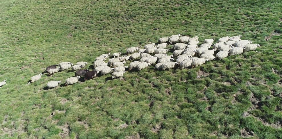 El CITA utiliza drones al servicio de la ganadería extensiva