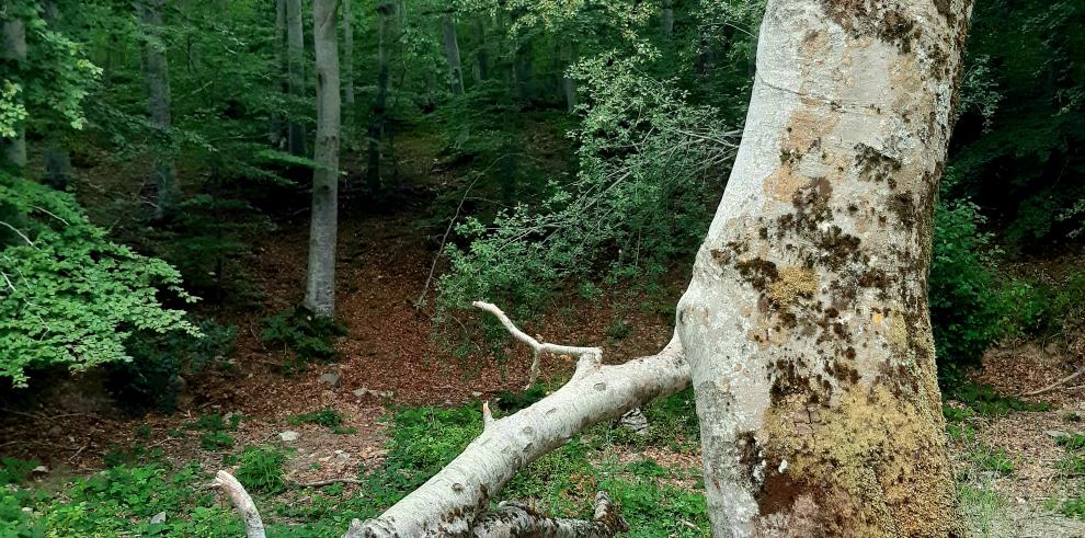 El Parque Natural del Moncayo estudia, divulga y conserva el insecto amenazado Rosalia alpina