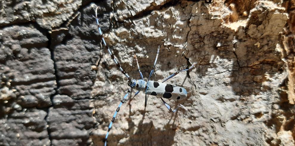 El Parque Natural del Moncayo estudia, divulga y conserva el insecto amenazado Rosalia alpina