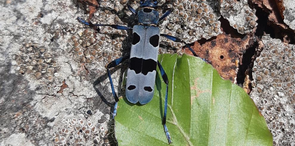 El Parque Natural del Moncayo estudia, divulga y conserva el insecto amenazado Rosalia alpina