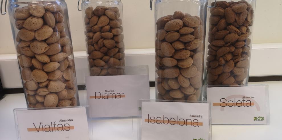 Las obtenciones de almendro del CITA viajan a la feria internacional Fruit Logística 2020 en Berlín 