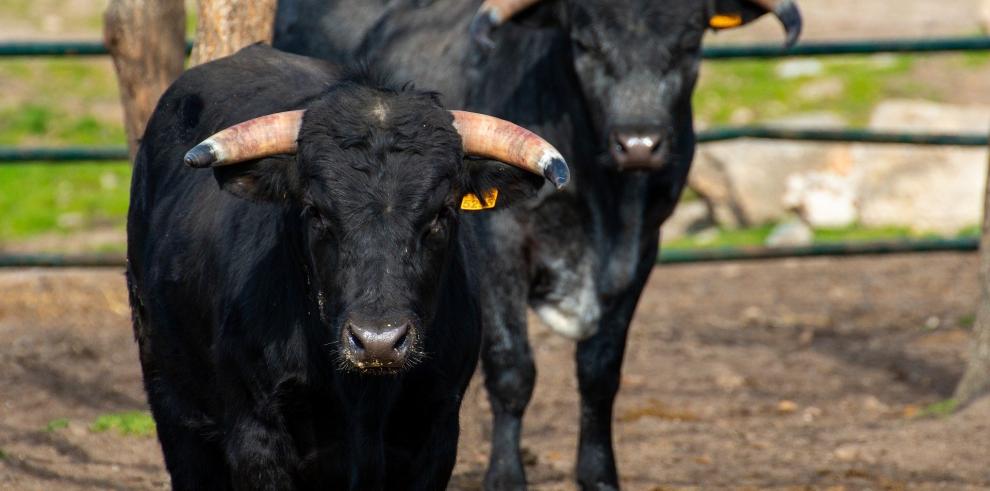 El Gobierno de Aragón concede a los ganaderos de vacuno de lidia 200.000 euros en ayudas